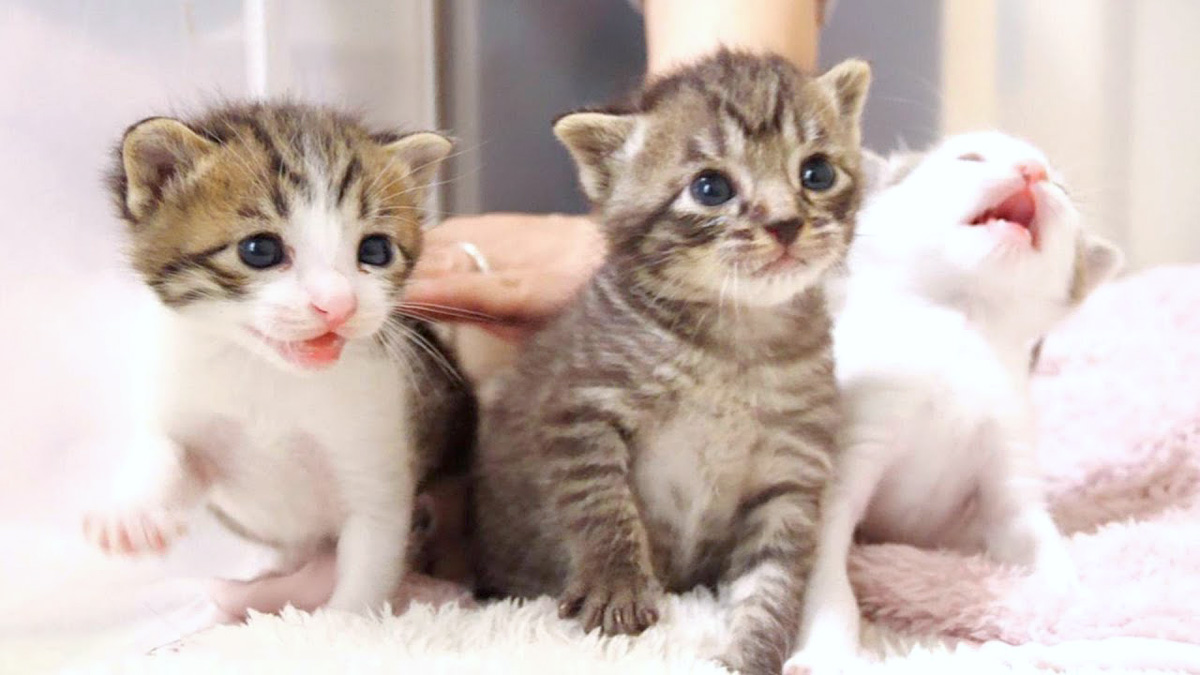 ミルクを催促する子猫達