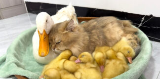 仲良しな猫とアヒル達