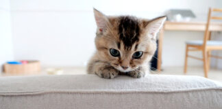 お出迎えしてくれる子猫