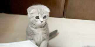 飼い主さんを起こしに来た子猫
