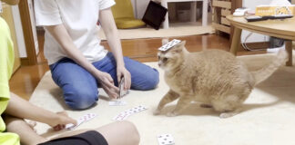 テンションが上がる猫