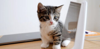 お手入れされる子猫