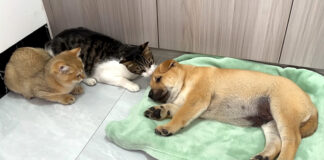 子犬にベッドを取られた猫達