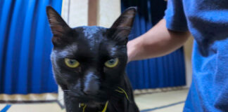 旅館猫