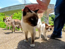 坂でお出迎えする猫達