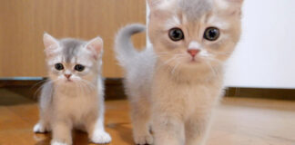 遊ぶ子猫達