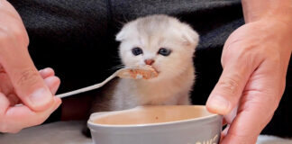 ご飯を食べる子猫