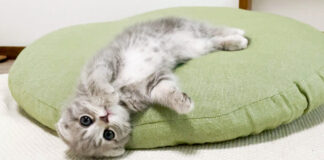 とろけ落ちる子猫