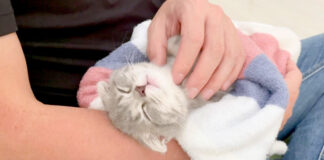 腕の中でナデナデされる子猫