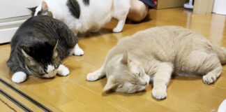 酔っ払う猫達