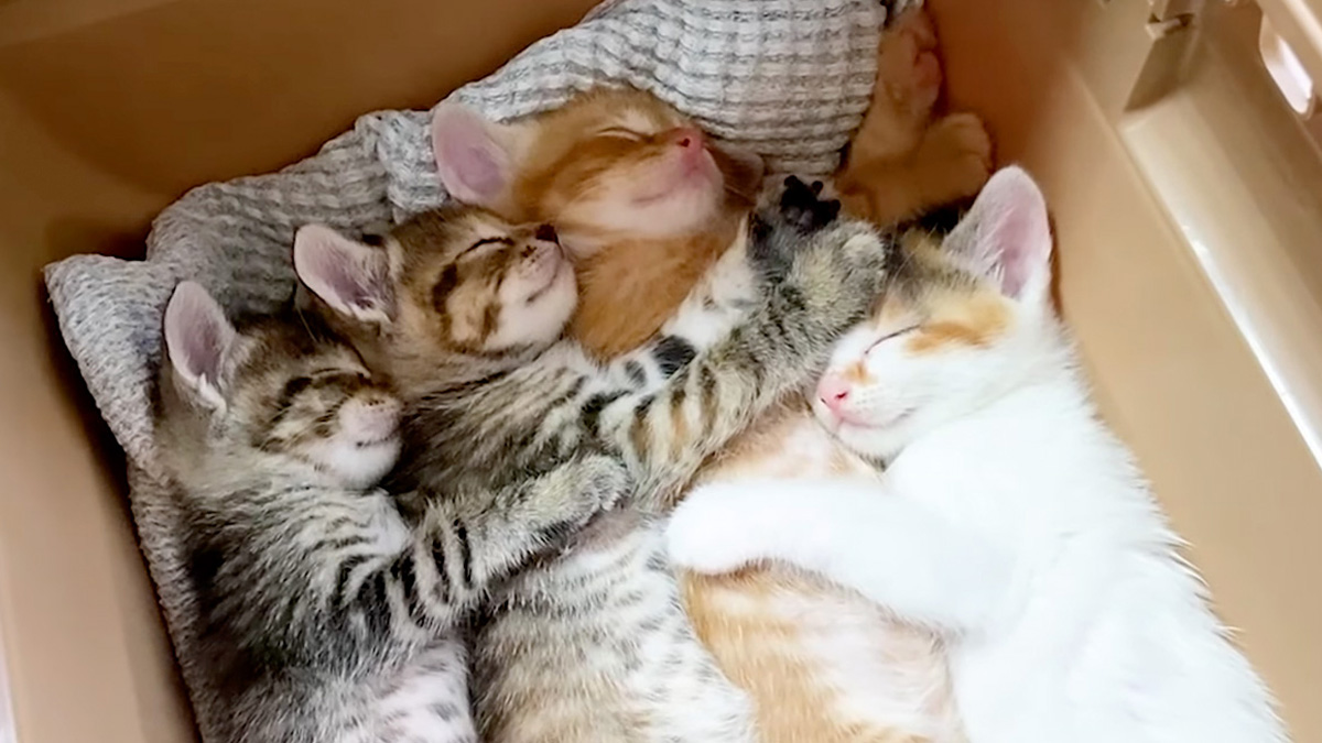 ベルト　捨て猫 ゴミ処理用のベルトコンベアに猫！？危機一髪で救出！ | ねこちゃんホンポ