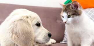 猫と仲良くなりたい犬