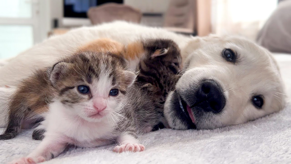 ゴールデンレトリバーの子犬のことが大好きな子猫達が、いっぱい甘え
