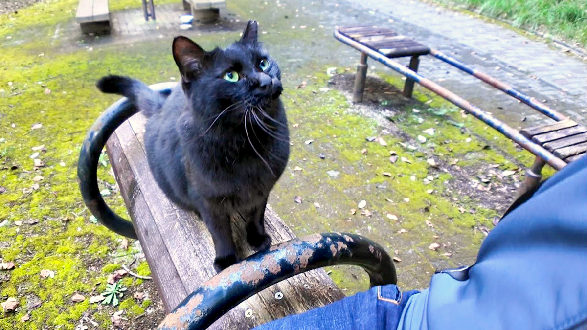 人懐っこい猫