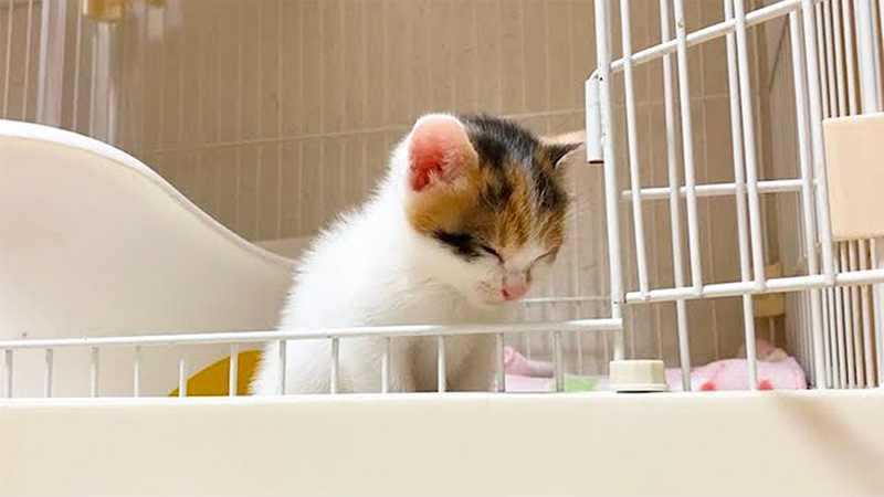 ウトウトする子猫
