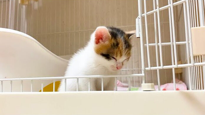 ウトウトする子猫