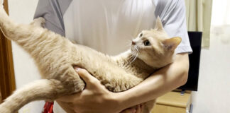 お兄ちゃんの帰りを待っていた猫