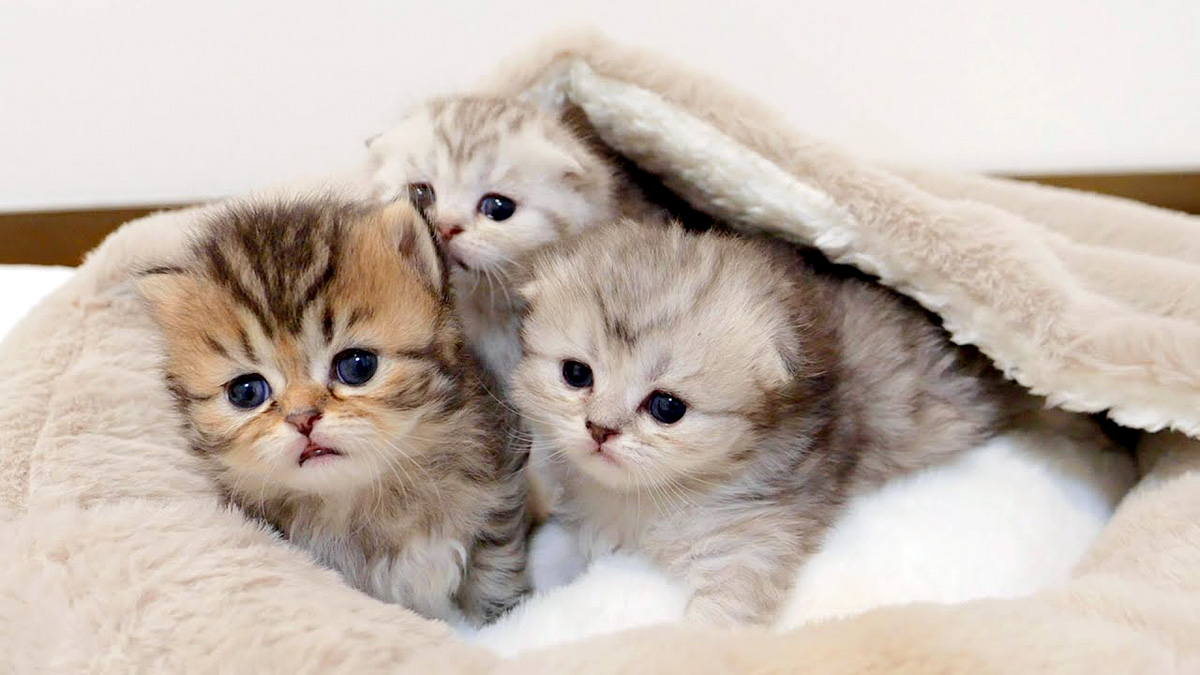 可愛い猫達 kittenbed_neko_title.jpg