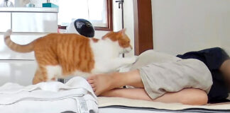 お母さんと起こす猫