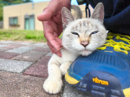 すり寄る子猫