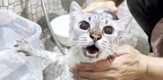 シャンプーをする猫