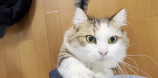 立ち上げる猫