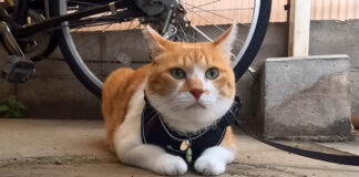 お母さんに置いて行かれた猫