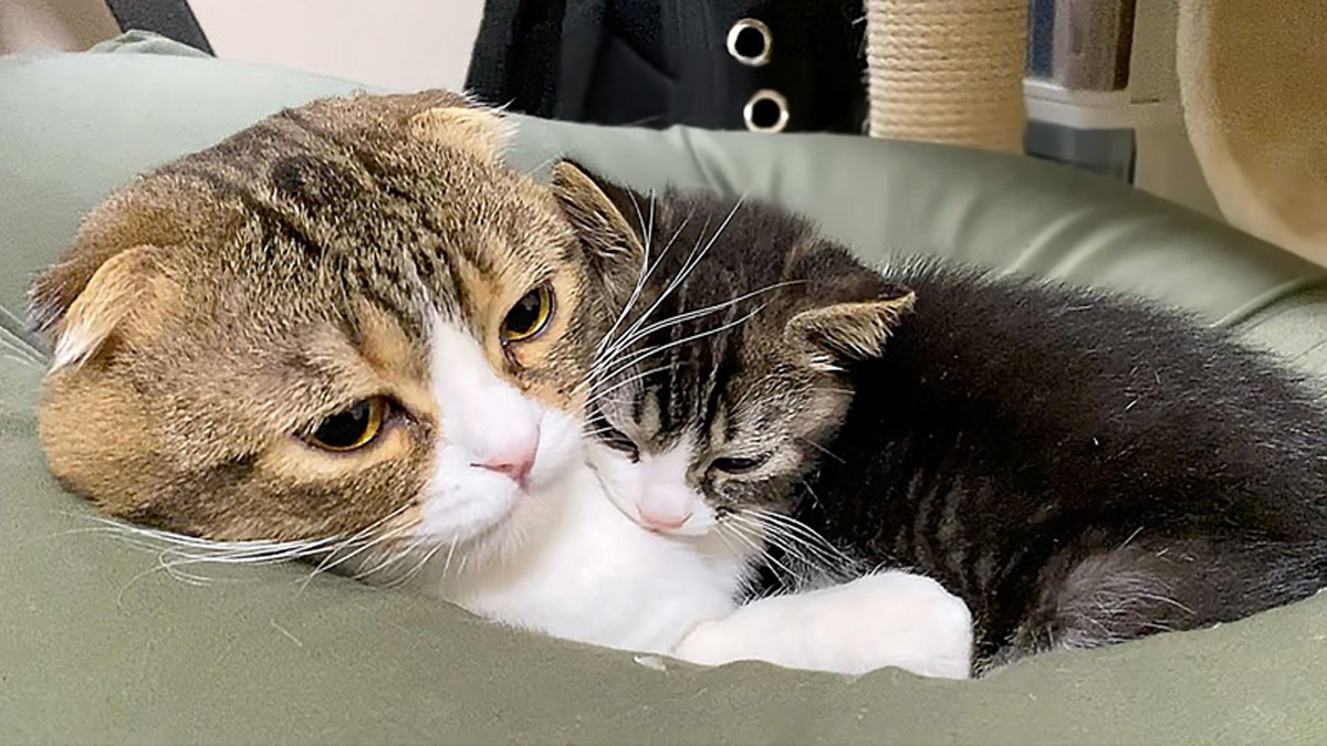 papalove_neko_title.jpg