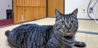 旅館の部屋に遊びに来た猫