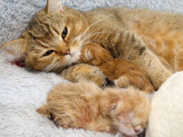 子猫を愛おしそうに抱きしめる母猫