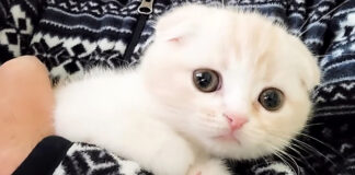 抱っこされる子猫