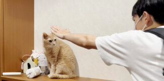 お兄ちゃんが帰ってきて嬉しい猫