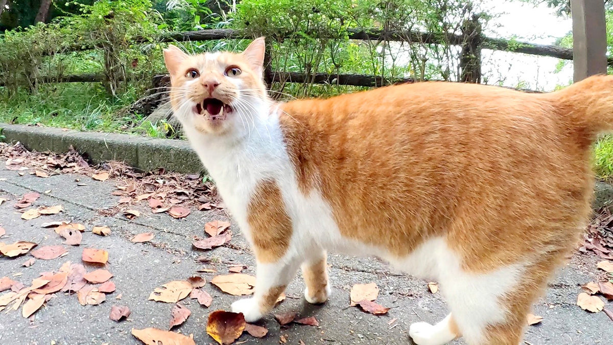 asoboasobo_neko_title.jpg