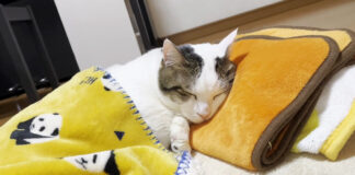 布団を掛けて眠る猫