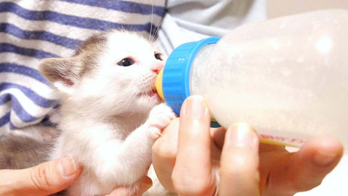 ギュイギュイと音を立てながらミルクを飲む子猫。その飲みっぷりが