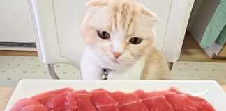 マグロが気になる猫
