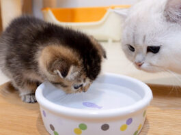 水を飲む子猫が気になるパパ猫