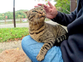 膝の上でナデナデされる猫