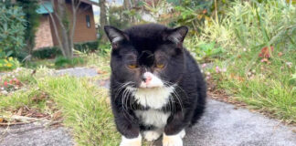 猫みたいな木彫りの熊