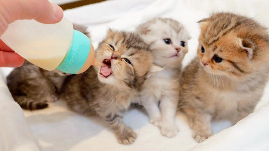 ★新品・未使用★ Emil Helbig工房　ミルクを飲むネコの親子 ヘルビッヒ工房 ミルクのみネコセット | krtek select toys