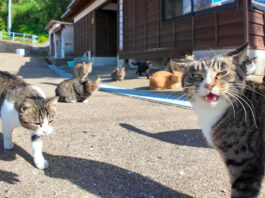 猫島で出迎えてくれた猫達