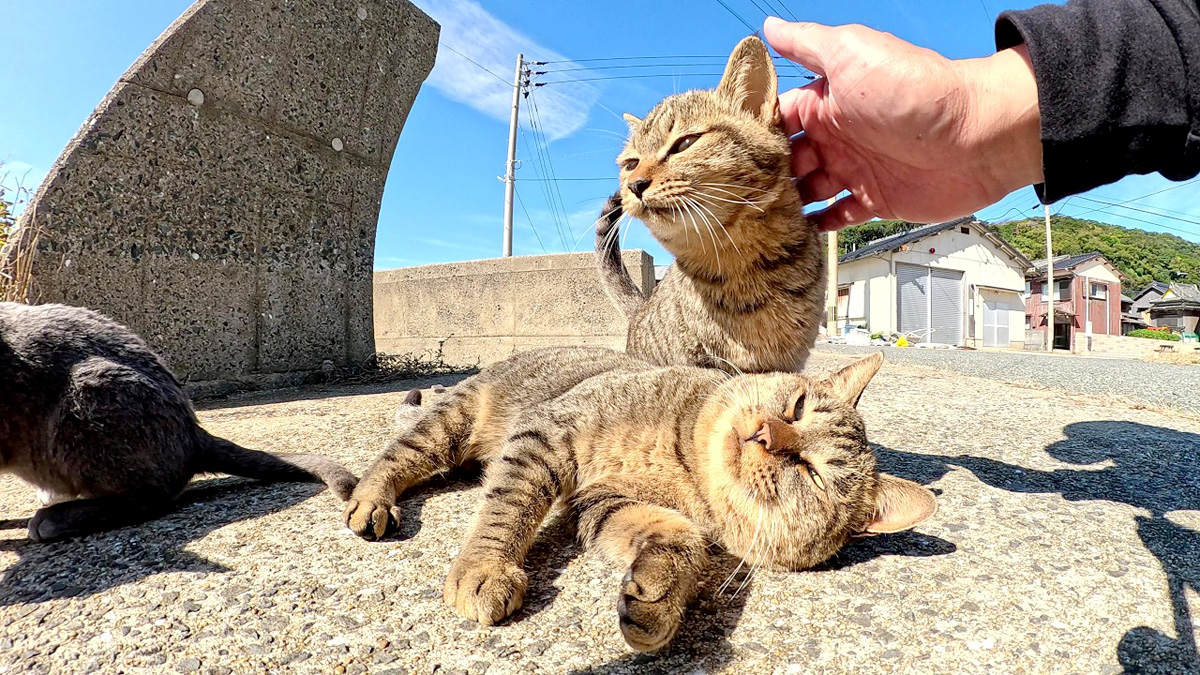 nekosyukai_neko_title.jpg