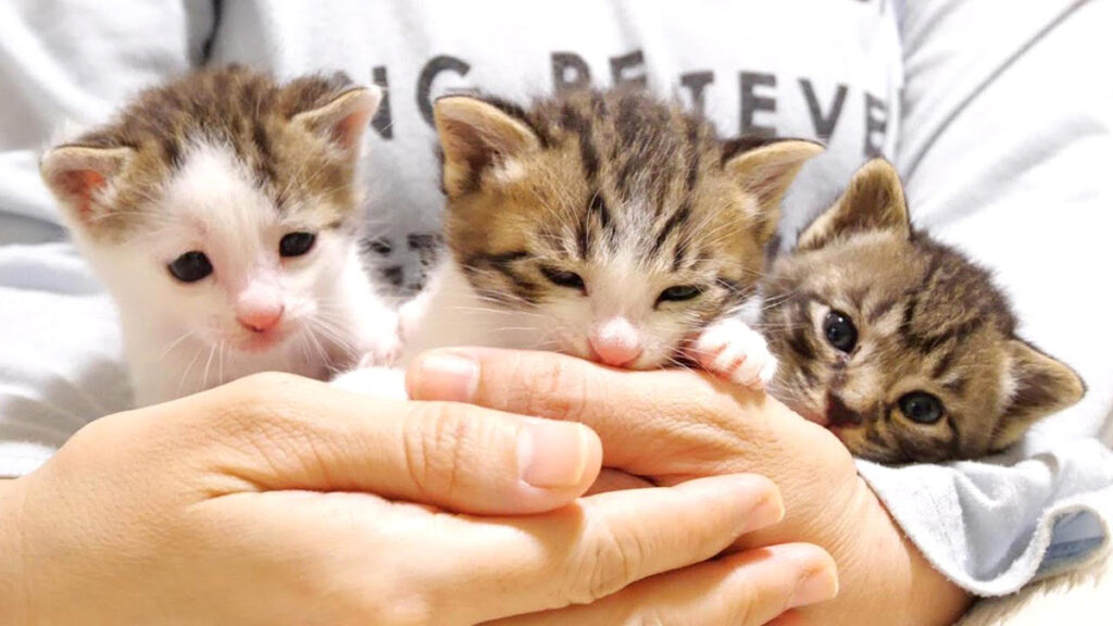 アーテストベア子猫ちゃん 赤ちゃん猫達の仕草が可愛過ぎてずっと見ていられる♪ 最高に甘えん坊