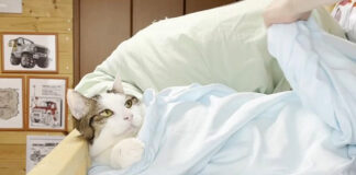 シーツ取り替えでどいてくれない猫
