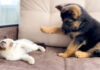 徐々に心の距離が縮まっていく子犬と子猫。親友になるまでの様子に心が温まる♡ 子猫と子犬