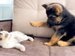 子猫と子犬