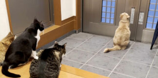 修学旅行に行けなかった猫