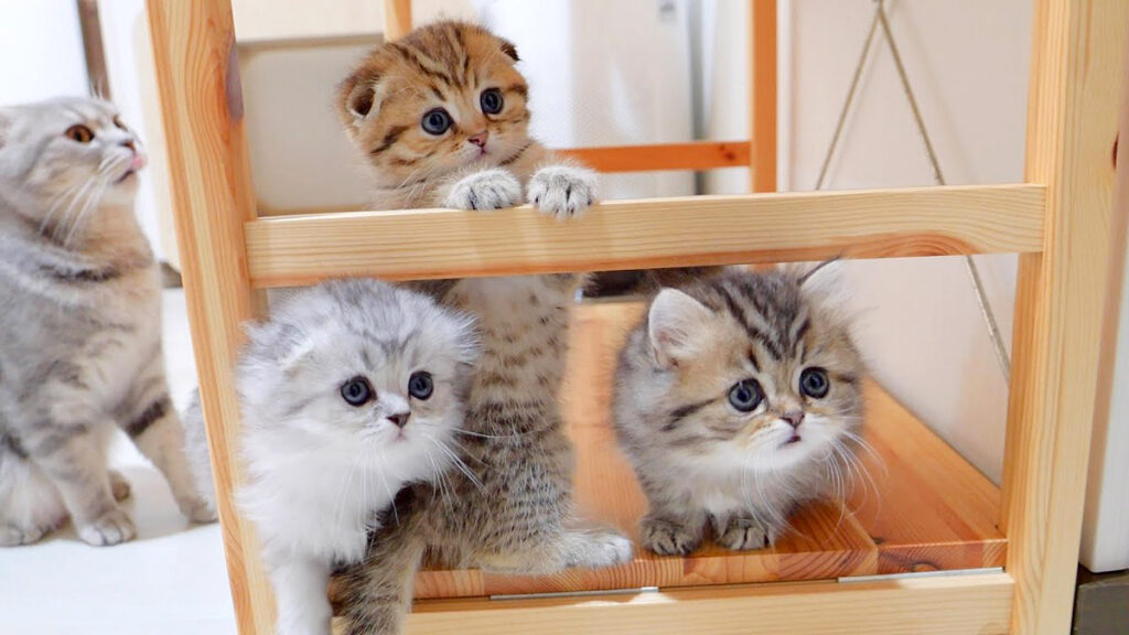 gohanonedari_neko_title-