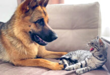 子猫の気を引きたい犬