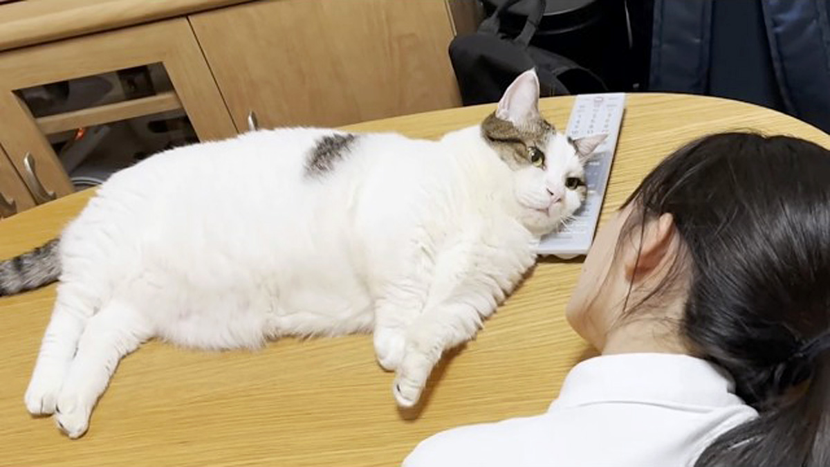 猫さん くりにゃん】 ZX-CLINIC【公式】｜大阪梅田・北新地からすぐの安くて承認機